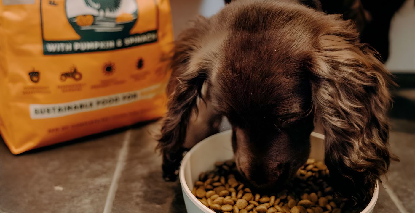 Understanding Dog Food Labels How To Analyse? Beco