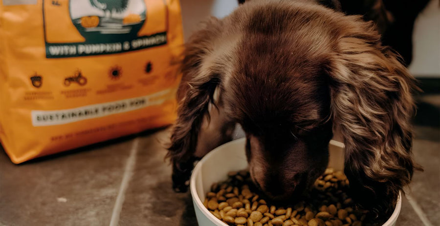 Is Too Much Protein Bad for Dogs & Common Symptoms – Beco