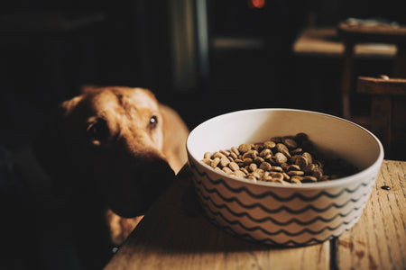 Dog Won't Eat From Bowl? How To Change That Habit