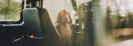 White Dog Poo: Why It Happens & What To Do