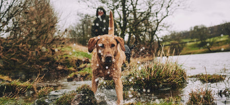 Our 5-step green guide for dog owners