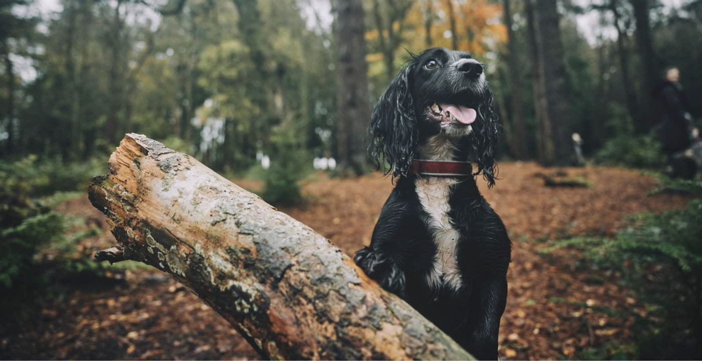 puppy in the woods