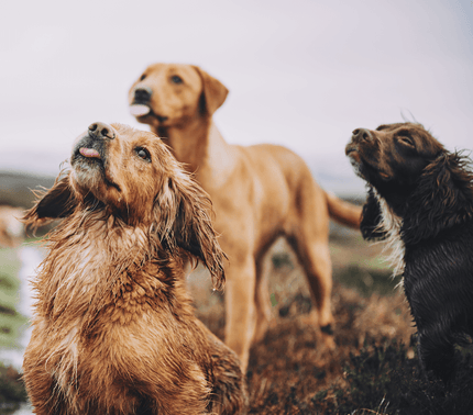 How Much Water Should A Dog Drink? – Beco How Much Water Should A Dog Drink? – Beco