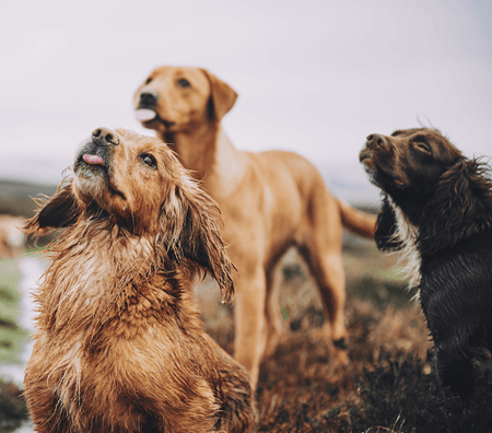 How Long Should I Wait to Take My Dog Out After Eating?