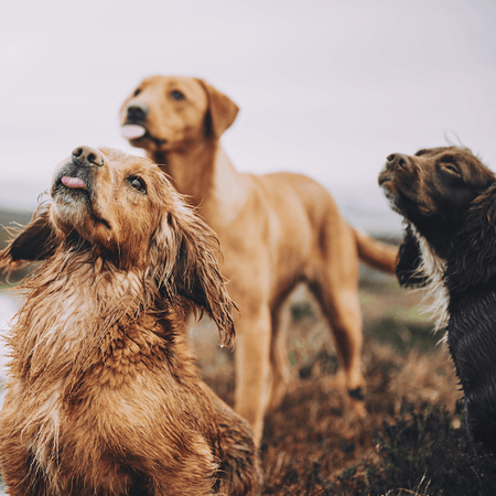 How Long Should I Wait to Take My Dog Out After Eating?
