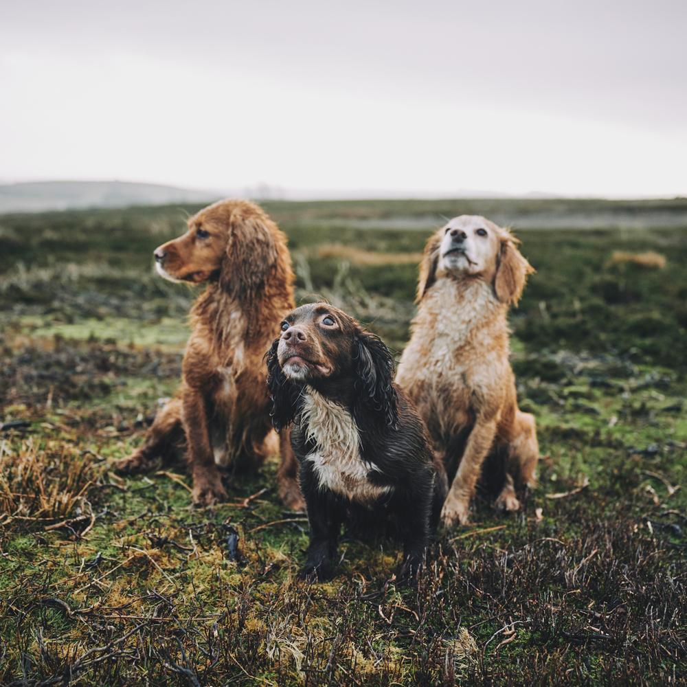 puppies in nature
