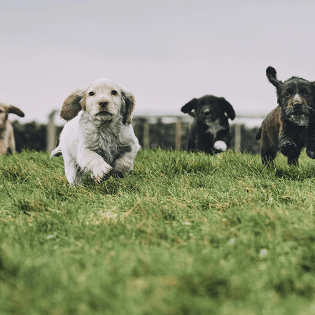 When Can You Take a Puppy For a Walk?