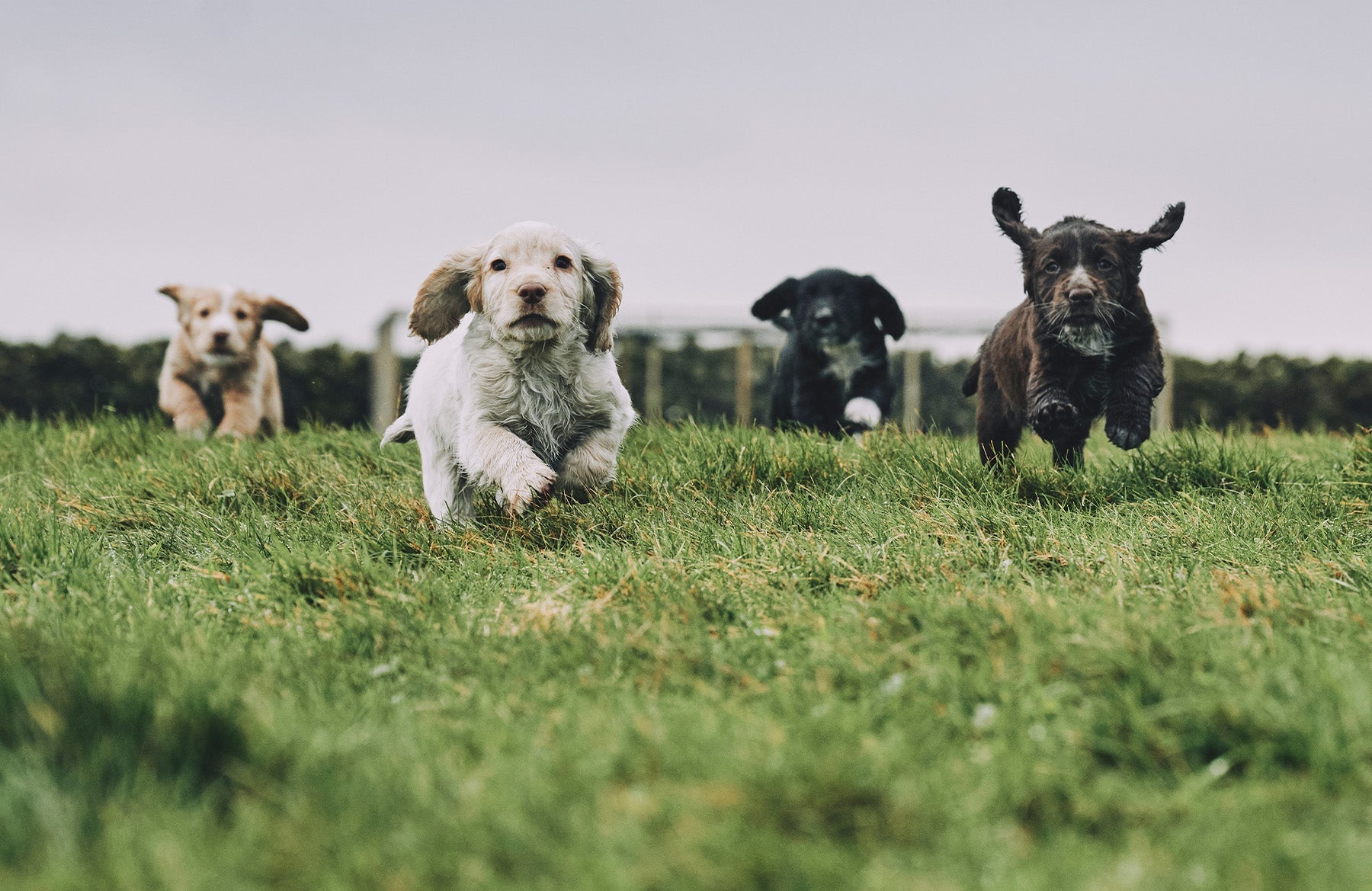 puppies running in the field