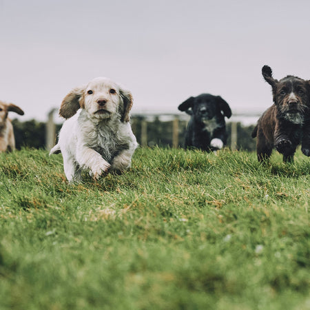 How Much Exercise Does a Puppy Need?