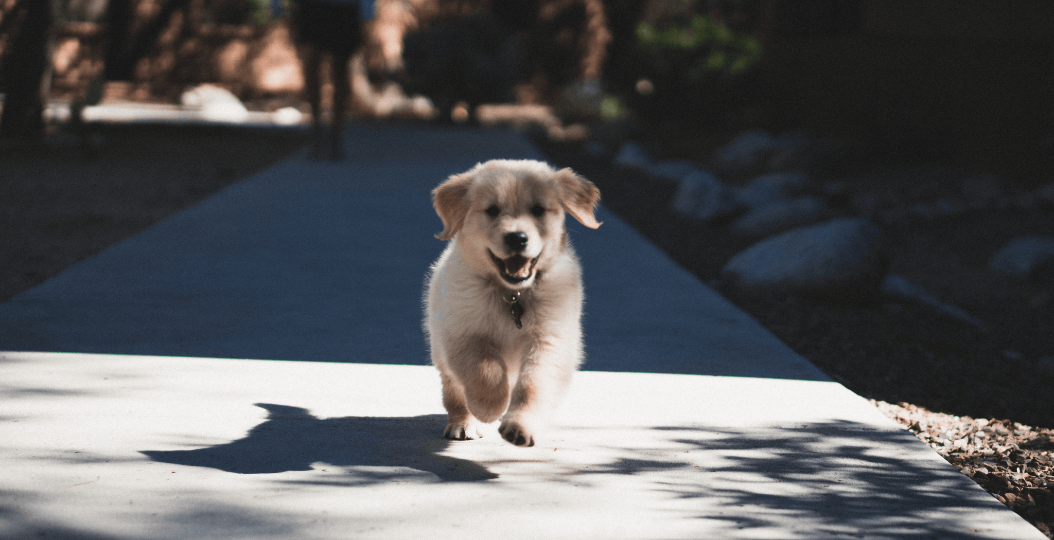 puppy running towards
