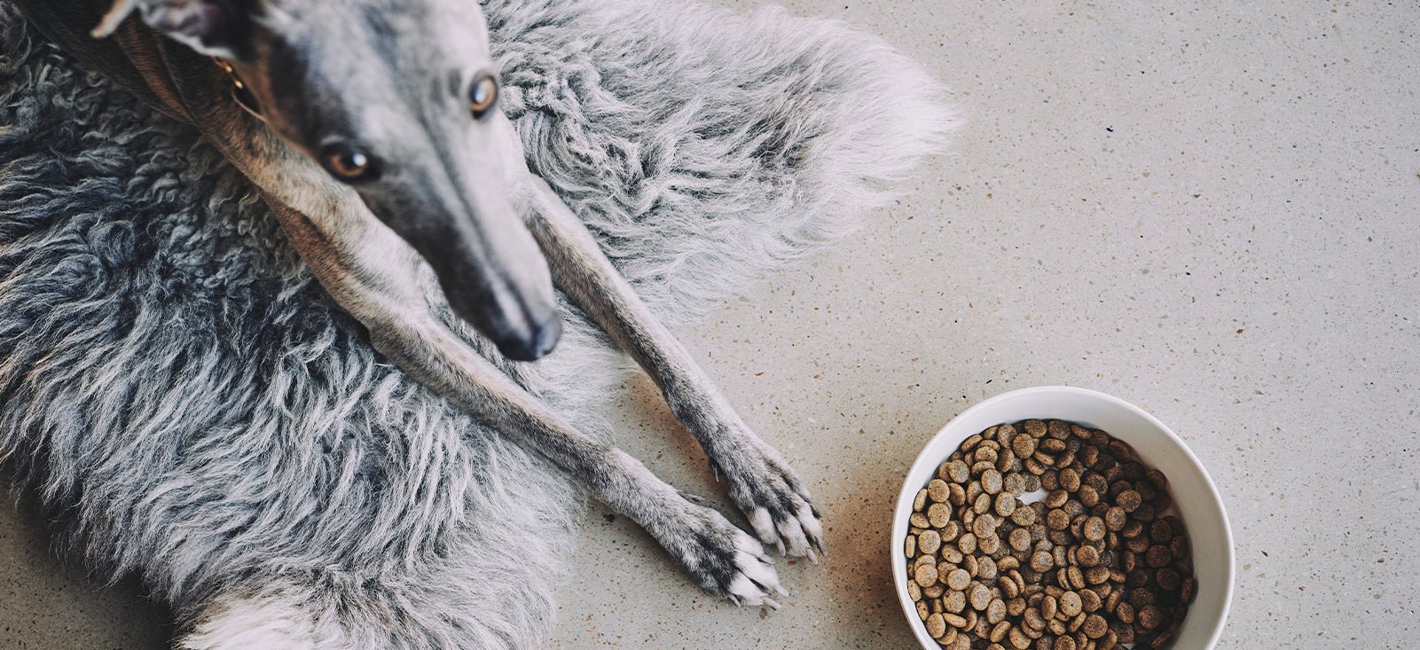 Raw vs Kibble dog food