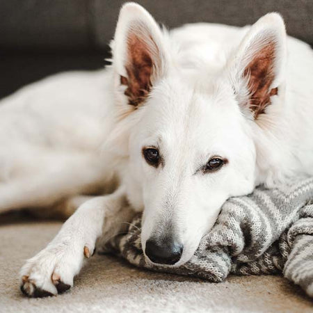 Why Do Dogs Scratch The Carpet? Pro Tips to Stop it