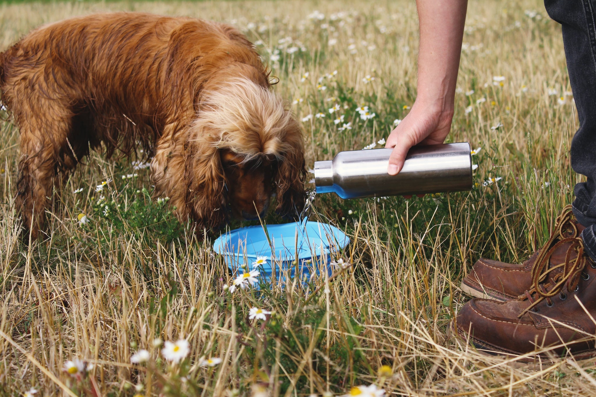 dog drinking water in a collapsible travel bowl
