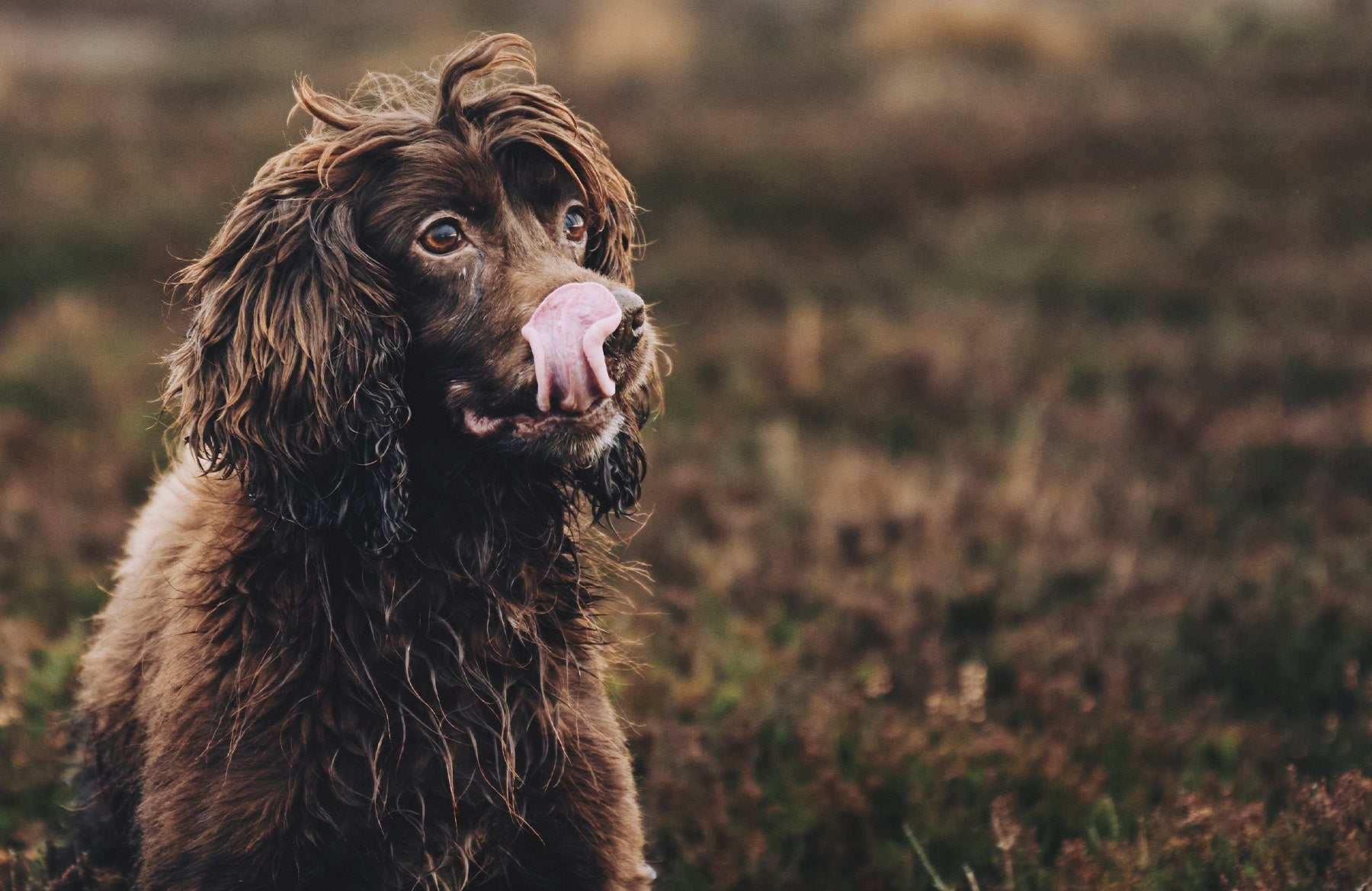 What grains are good for dogs?