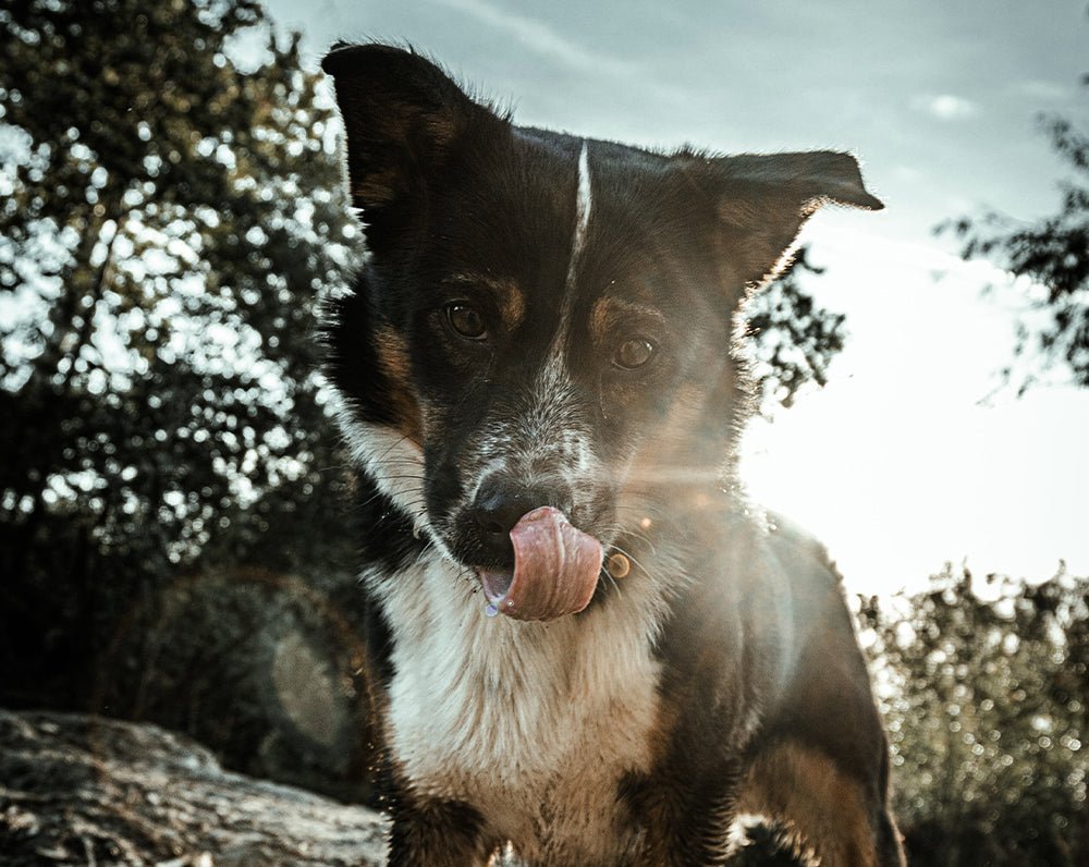 can dogs eat cheese