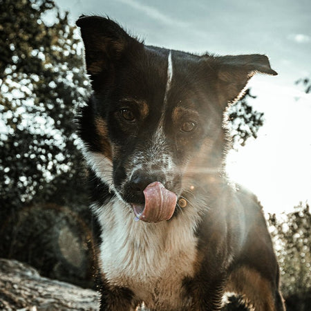 Can Dogs Eat Cheese?