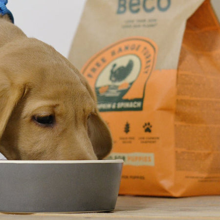 How Much to Feed a Puppy