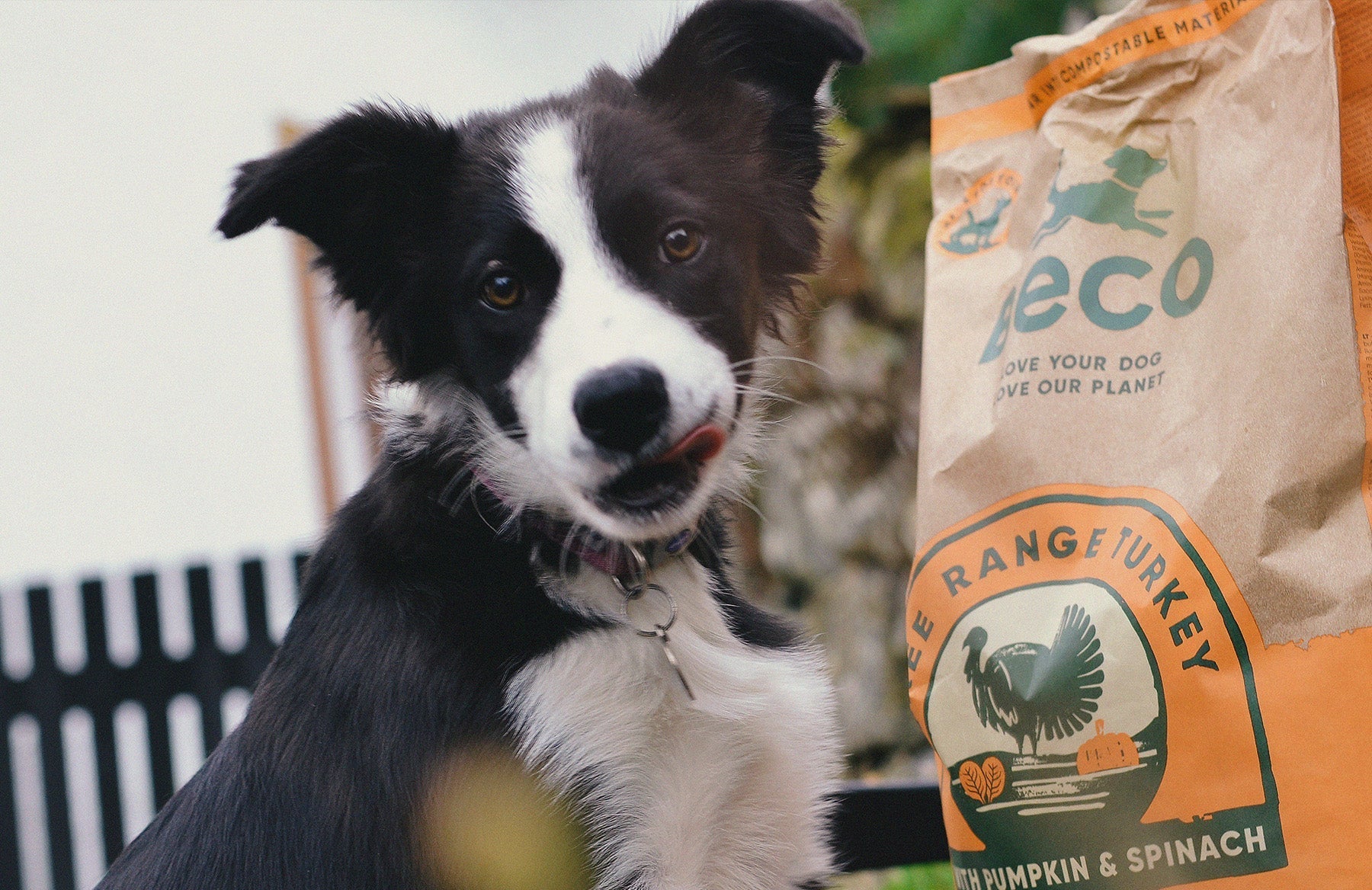 is grain free dog food good for puppies? 