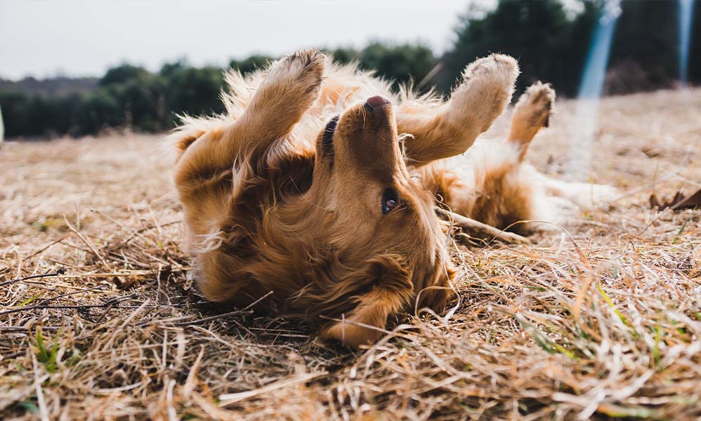 why do dogs roll in fox poo