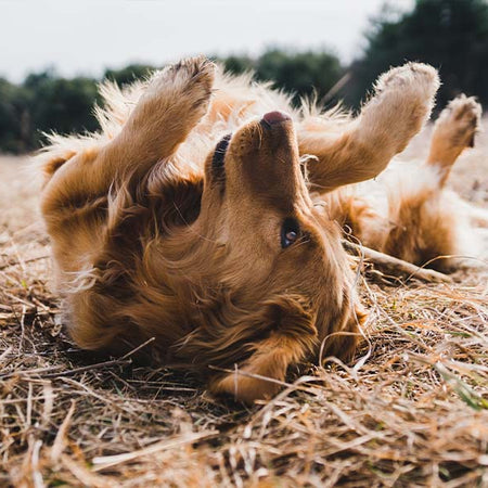 Why Do Dogs Roll in Fox Poo?