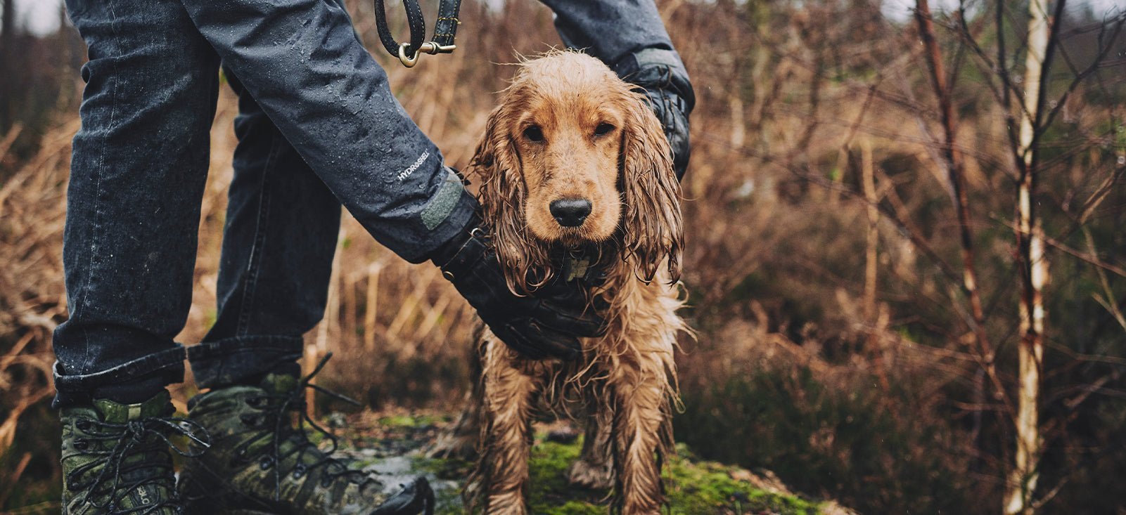 Dog sensitive skin