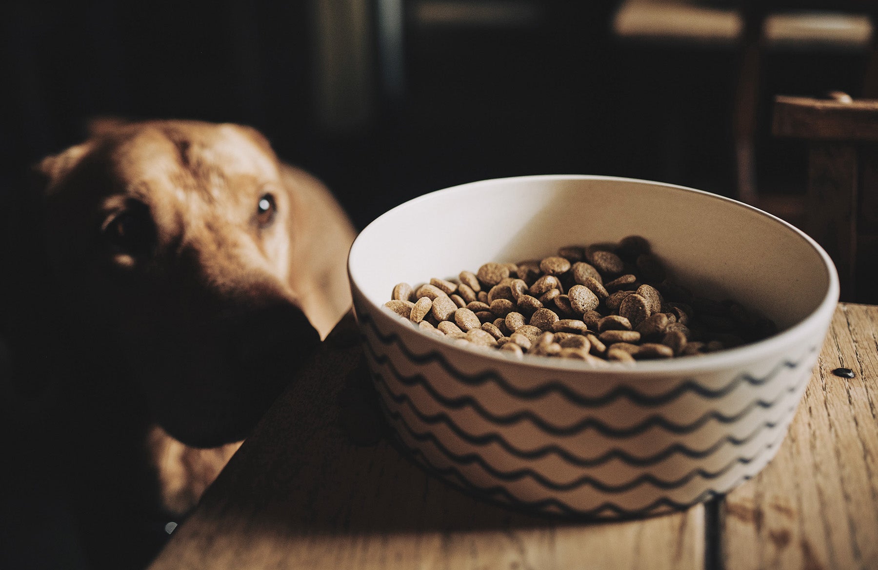 5 Benefits of Grain Free Dog Food
