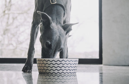 Can I Feed My Dog a Vegan Diet