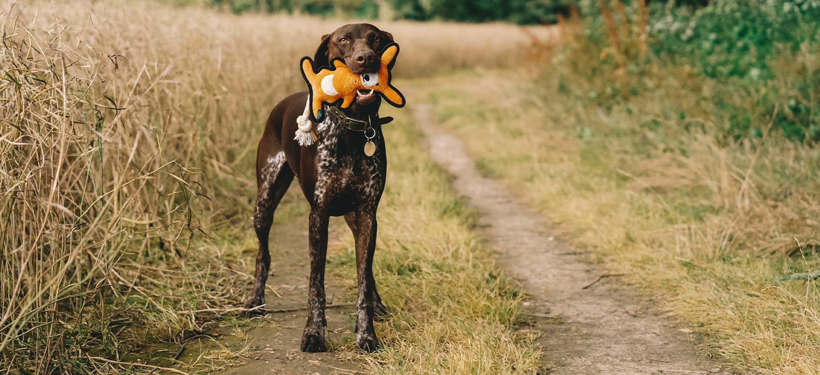 how to choose and use the right dog toy