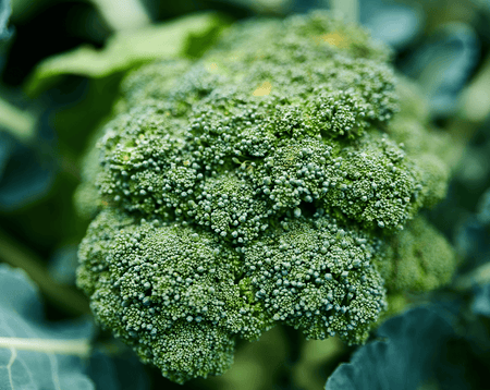 can dogs eat broccoli