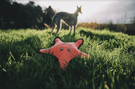 9 Fun Outdoor Games to Play With Your Dog This Summer