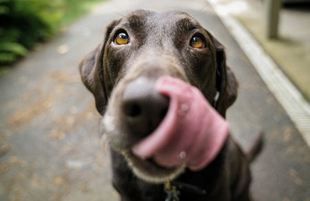 Why Do Dogs Lick You?
