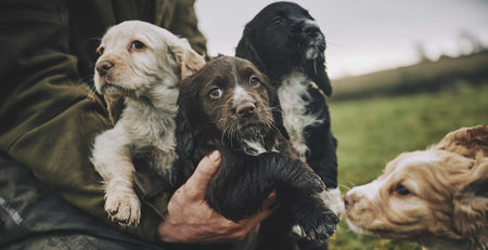 three puppies
