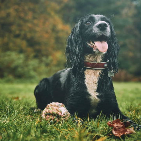 What's the Best Time to Feed Your Puppy?