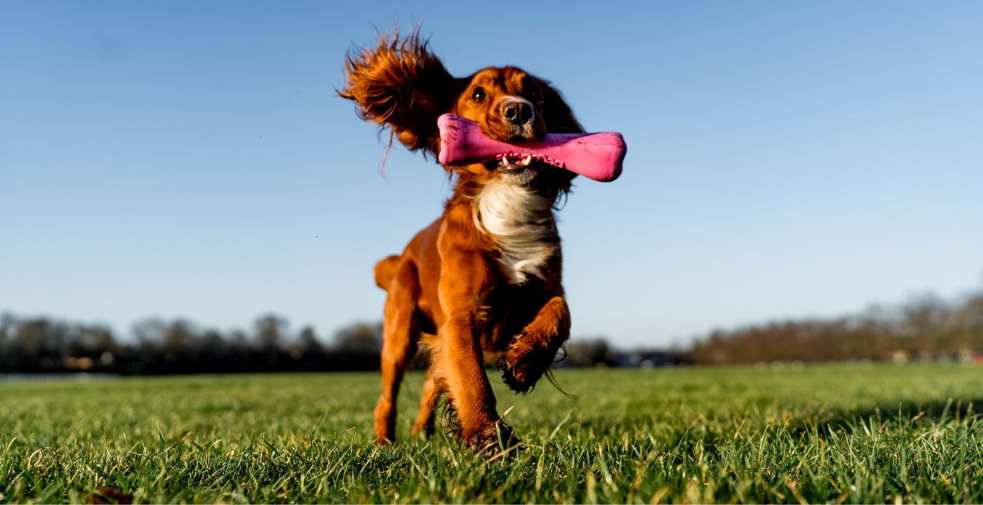 puppy playing with chewable