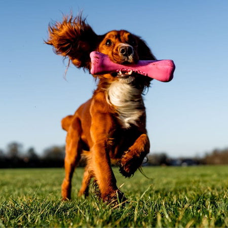 When Do Puppy Teeth Fall Out: Puppy Teething