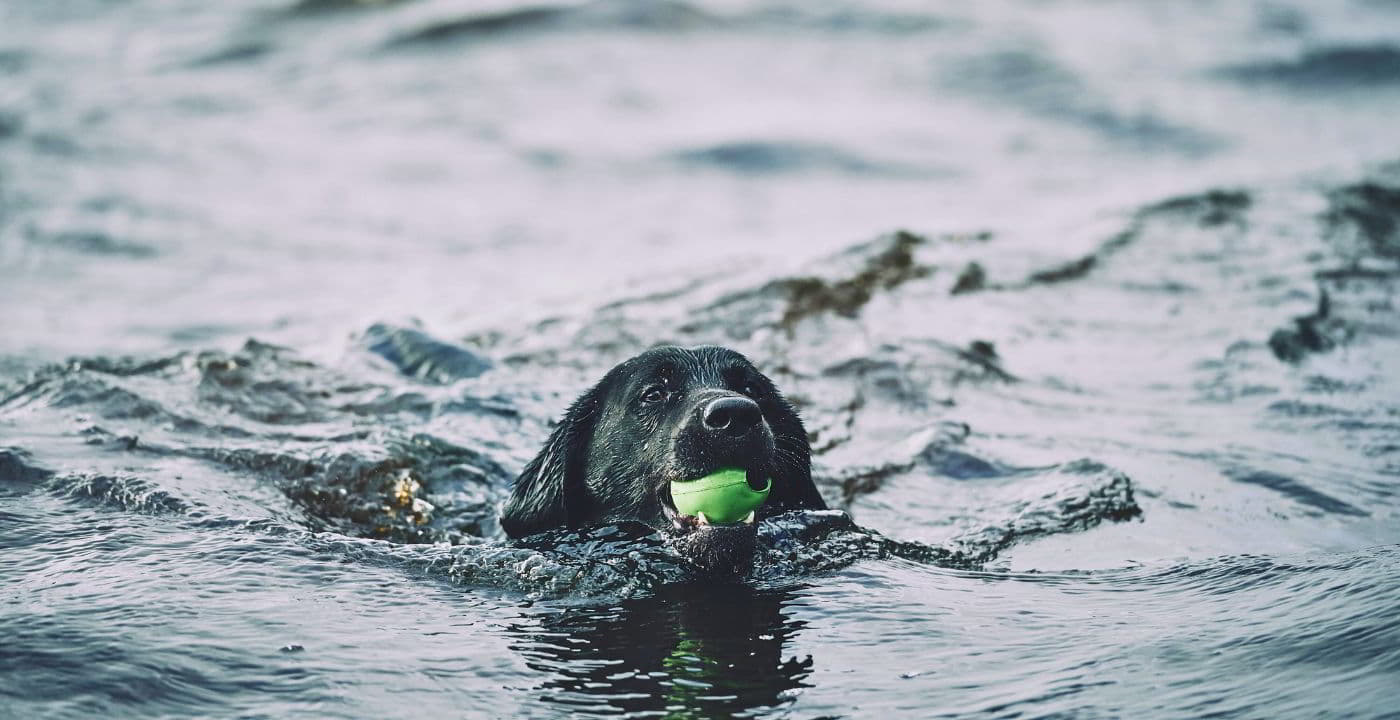 puppy swimming in the water