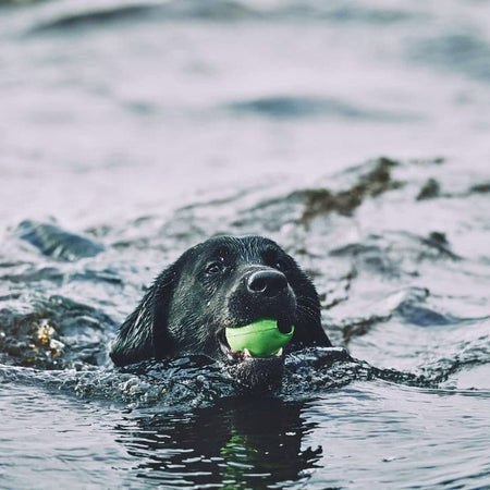 When Can You Bathe a Puppy for the First Time?