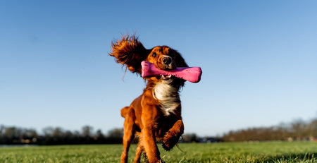 How to Get a Puppy to Stop Biting?