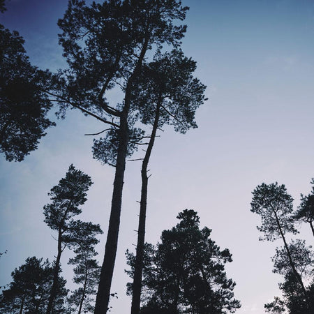 Over 750 trees planted.