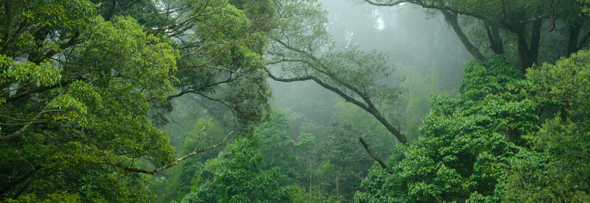 Rainforest Conservation Collection