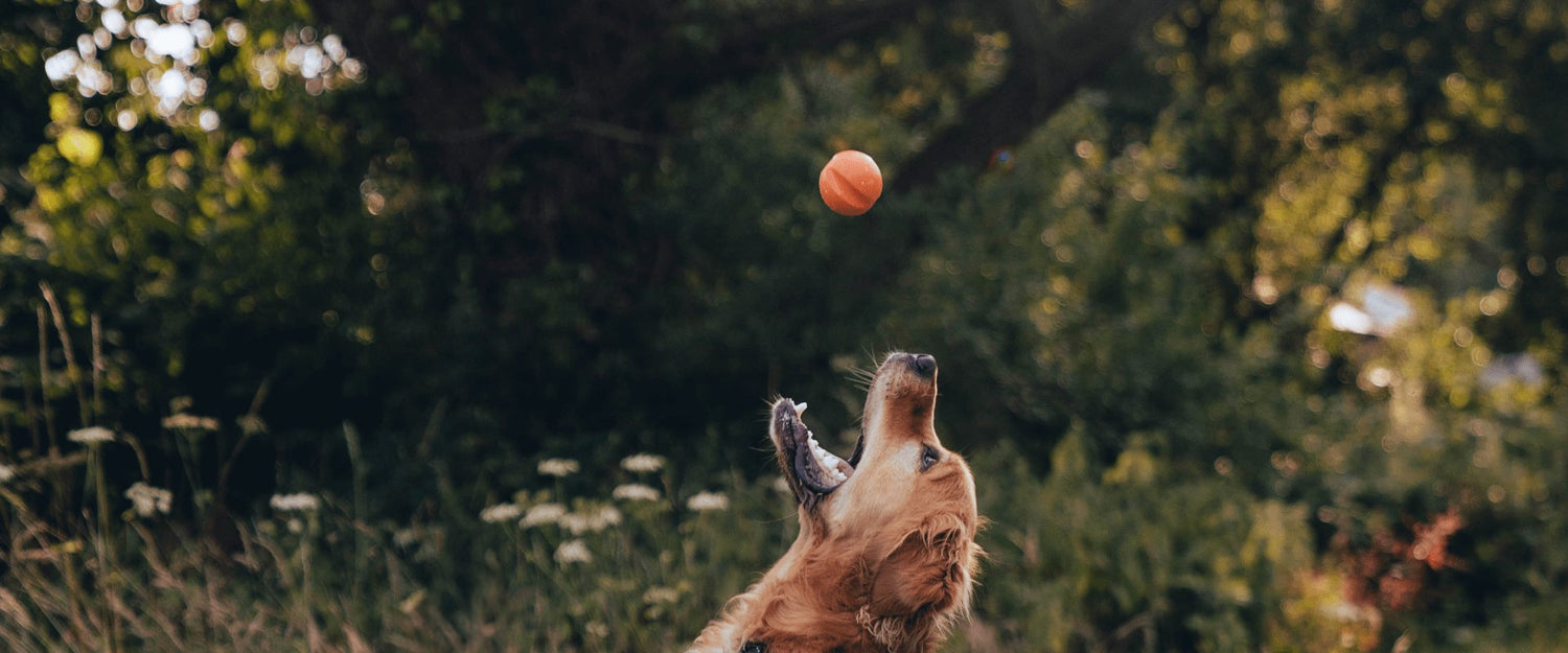 Best-Selling Toys - Beco