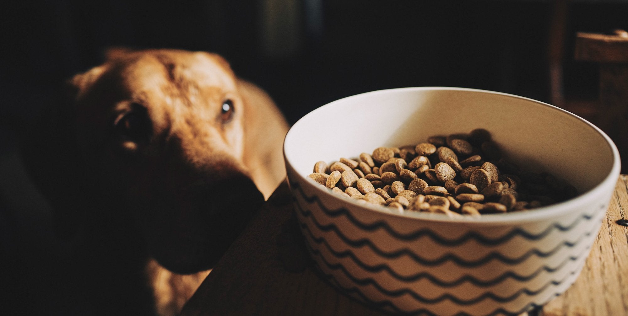 Dry Dog Food | Beco Pets