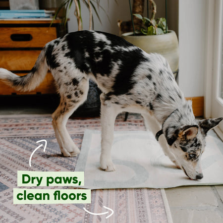 Puppy Training Pads