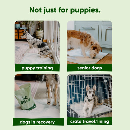 Puppy Training Pads
