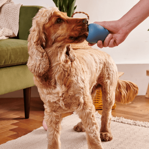 Stay-At-Home Boredom Busters for Dogs