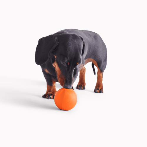 Beco ball top dog toy
