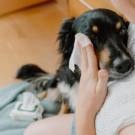 Dog Eye Cleaning Wipes