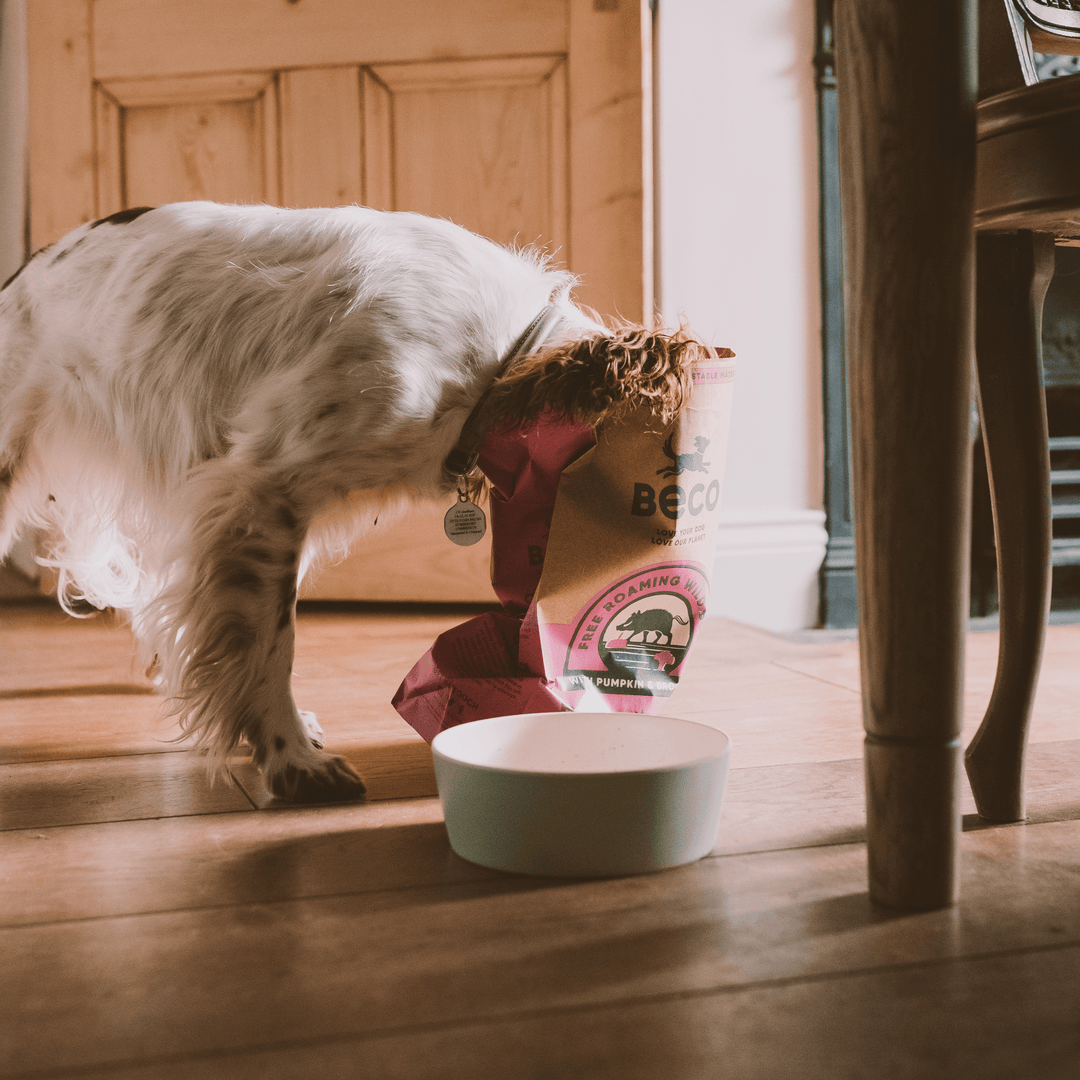 Picture of Wild Boar Dog Food | Great for Dogs with Dietary Allergies – Beco