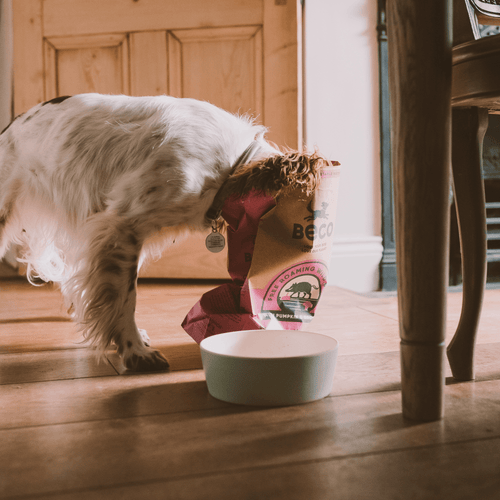 Canidae boar hot sale