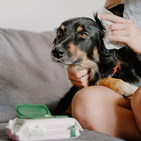Dog Ear Cleaning Wipes
